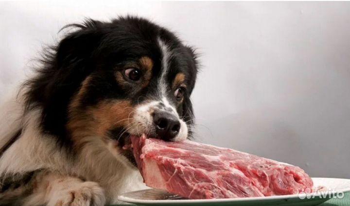 Мясо для животных