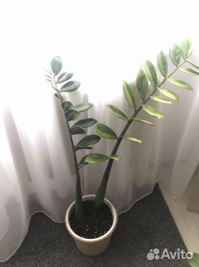 Замиокулькас