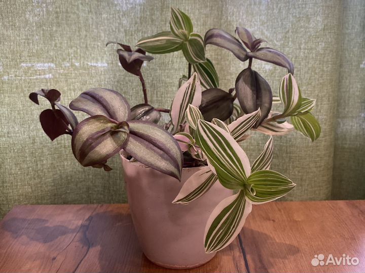 Традесканция