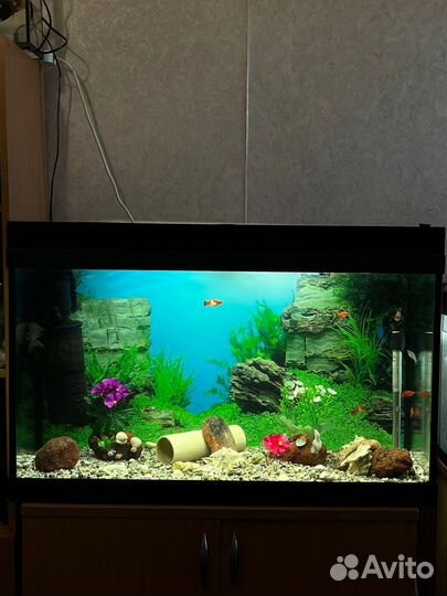Аквариум полный комплект с рыбками