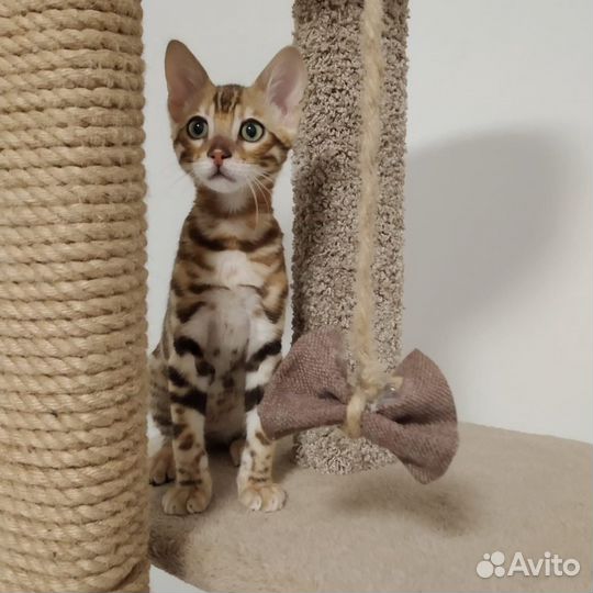 Эксклюзивные бенгалы