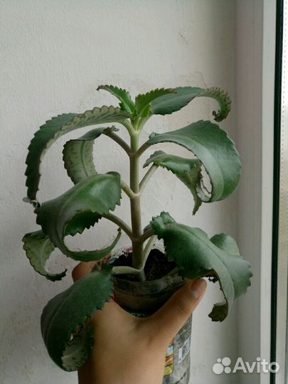 Каланхоэ лечебный