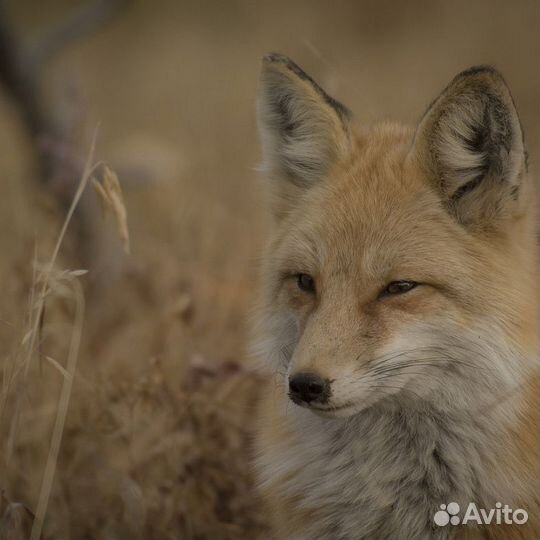 Авторские фотообои 