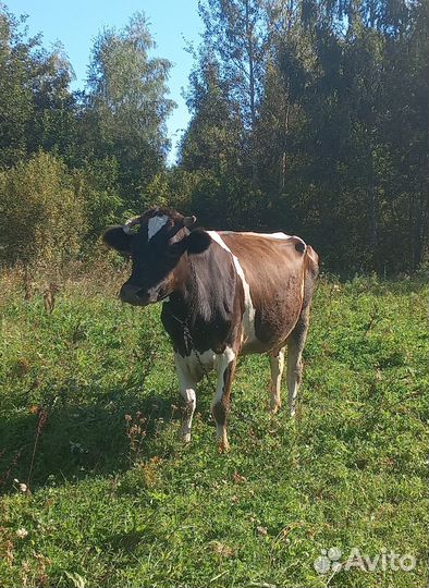 Корова дойная