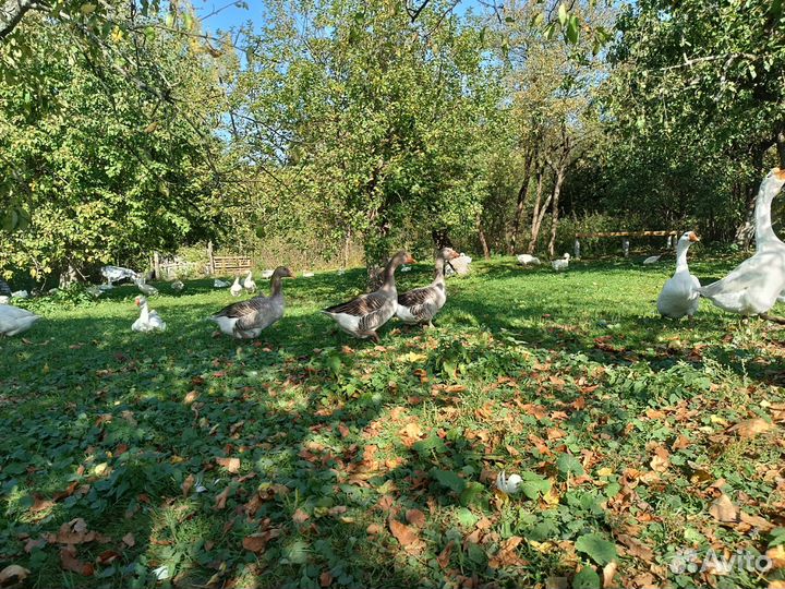 Гуси на племя