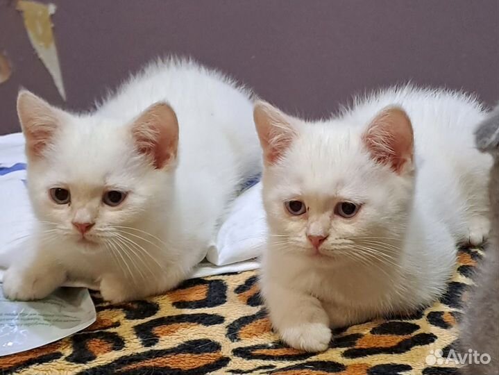 Котятки шотландцы