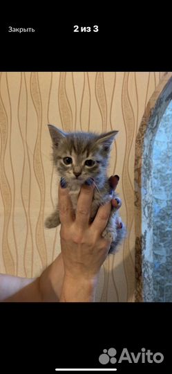 Котенок мальчик