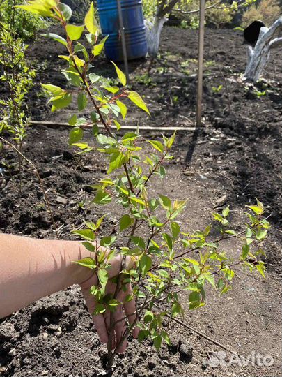 Абрикос Краснощёкинский