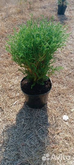 Туя Мистер Боулинг Болл