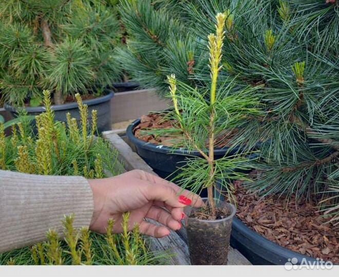 Кедр Корейский