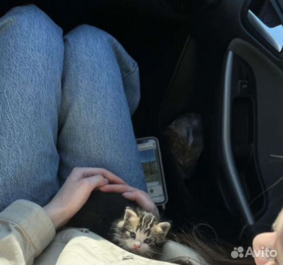 Кошка в дар бесплатно