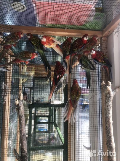 Попугай розелла