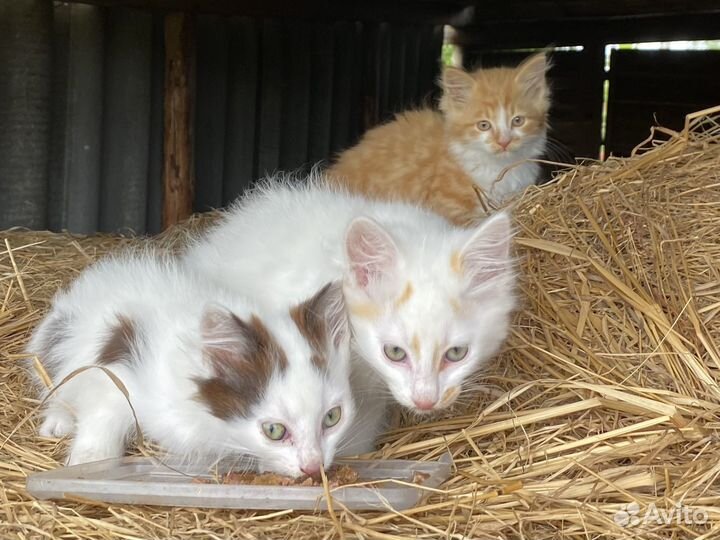 Котята в добрые руки