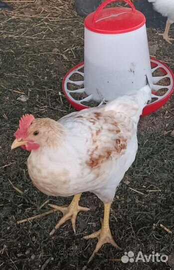 Петушки доминант, 2 месяца