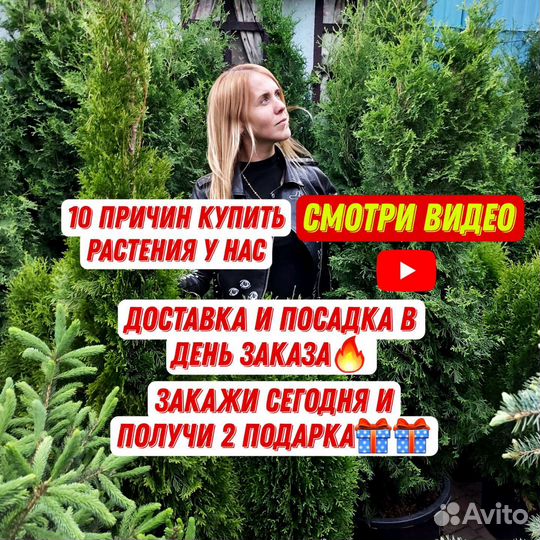 Туи шикарные гарантия доставка посадка