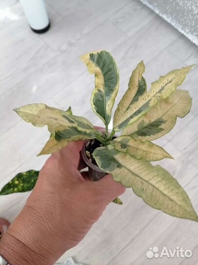 Фикус Триангулярис Вайт Марджин