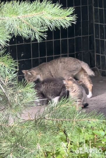 Котята бесплатно