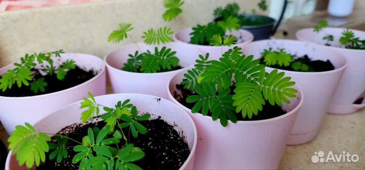 Мимоза стыдливая