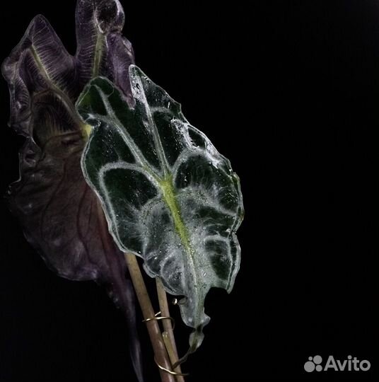 Клубень Алоказия Веном (Корея)