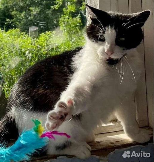 Мудрый, добрый бородач Василий ищет дом