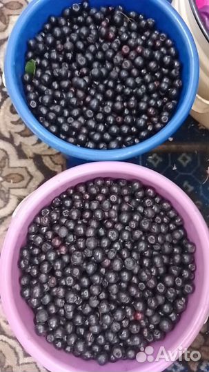 Черноплодная рябина