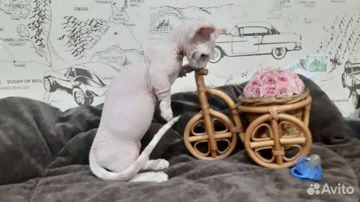 Двельф котик