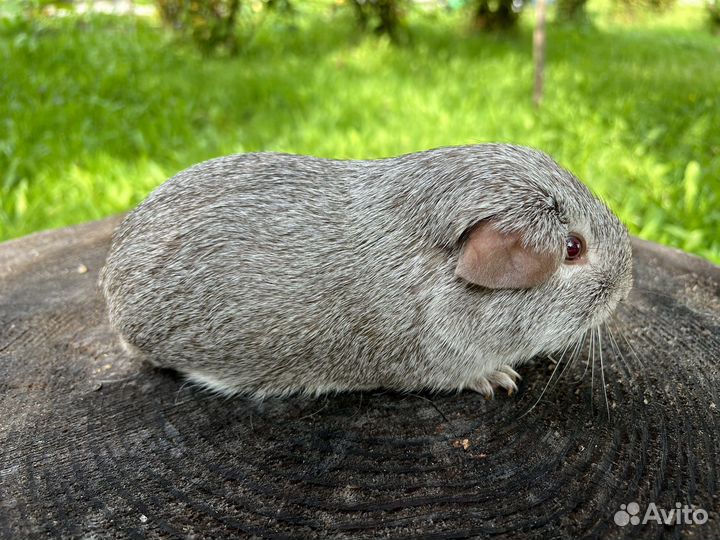 Морская свинка