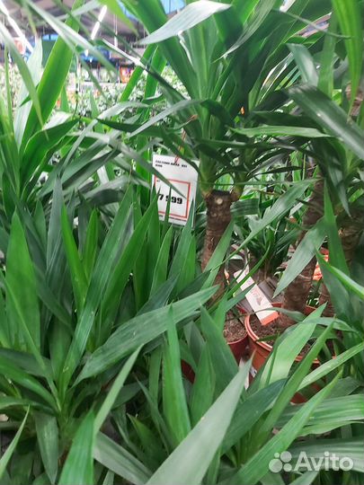 Юкка,Бегония, Хлорофитум