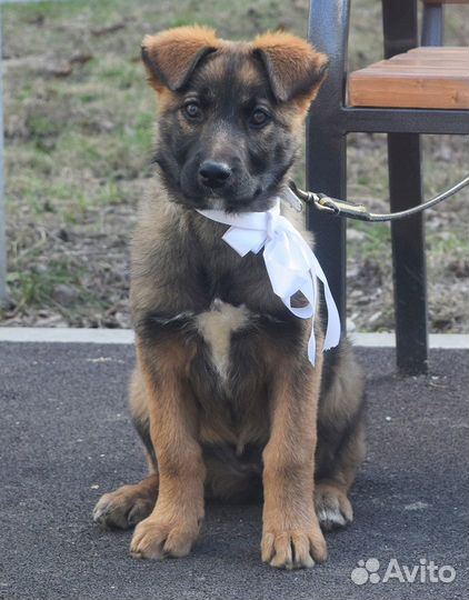 Собака. Возраст 8 месяцев