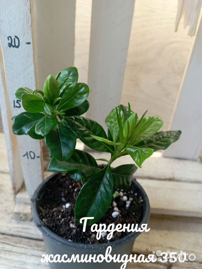 Комнатные цветы растение гардения жасминовидная