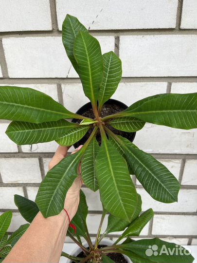 Молочай беложильчатый