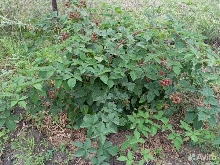 Клубника и малина, ремонтантные сорта