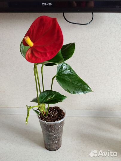 Антуриум красный