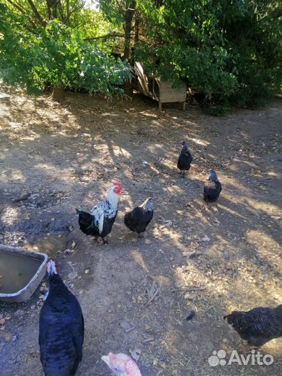 Петухи маран серебро