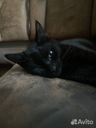Котик в добрые руки