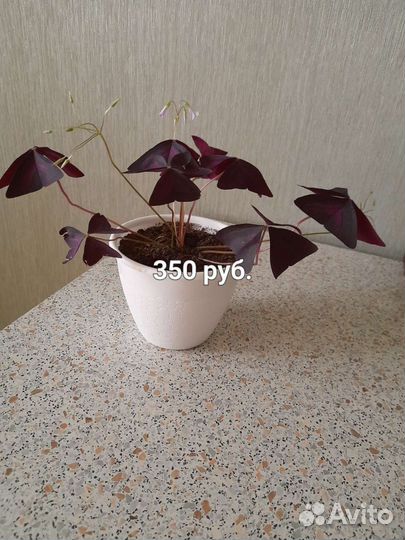 Комнатные растения цветы