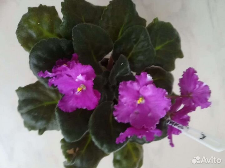 Сортовые фиалки детки и стартеры