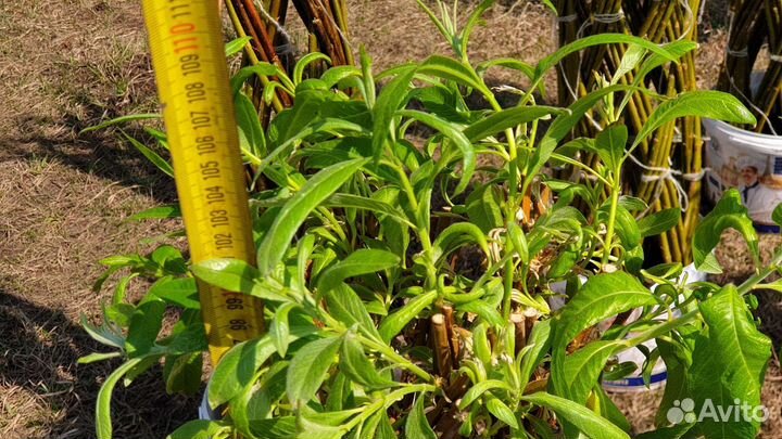 Плетеная ива пальма