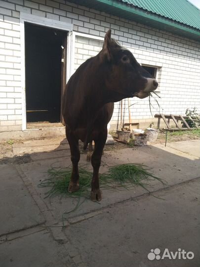 Продается бык