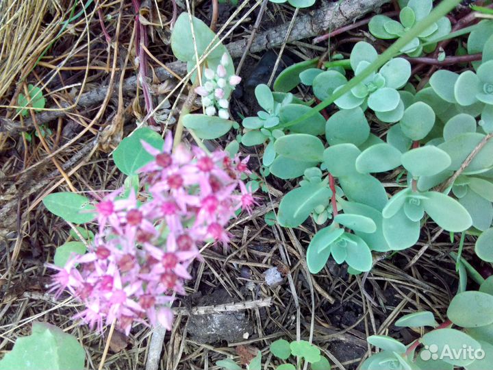 Очиток видный, эверса, молодило, вербейник