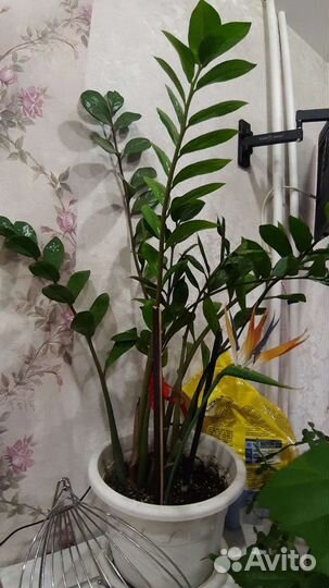 Долларовое дерево