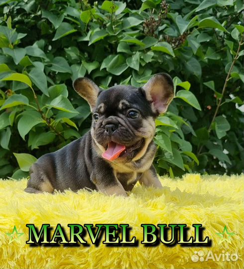 Французский бульдог