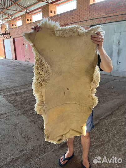 Шкура Ламы