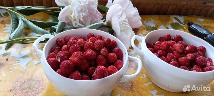 Продам усы клубники Купчиха, Елизавета,Фестивальн