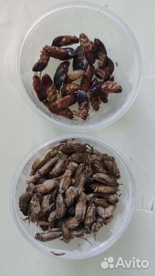 Кормовые насекомые заморозка