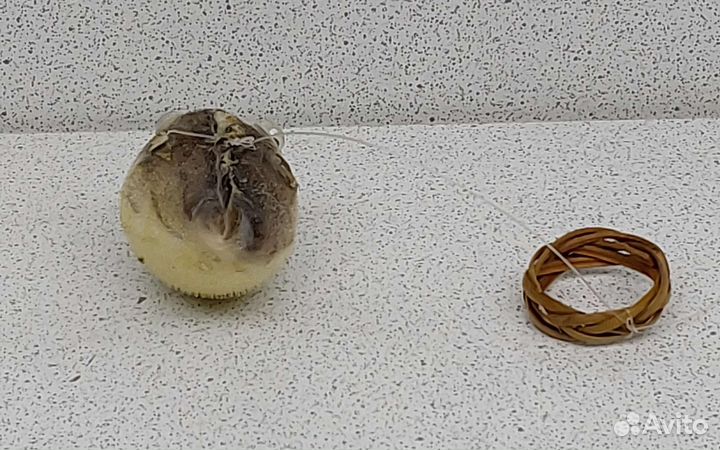 Рыба Попугай 5,9 морской сувенир подарок