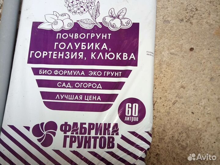 Голубика 5 лет