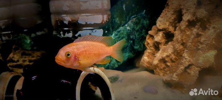 Малавийские цихлиды красная зебра