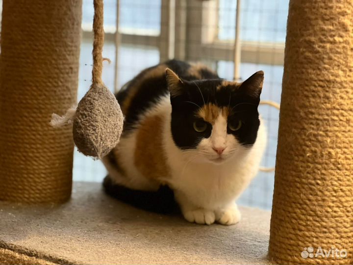 Кошка, девочка