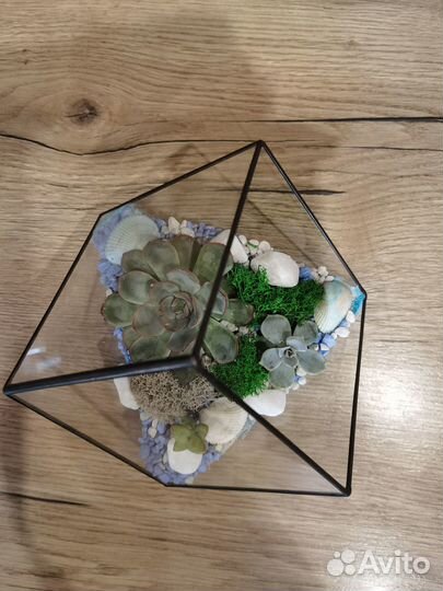 Флорариум «Куб» с живыми растениями (суккулентами)
